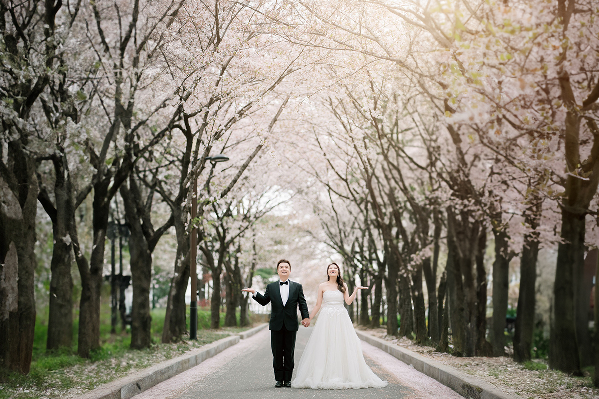 YSeoul Cherry Blossoms in Seoul Forest Spring